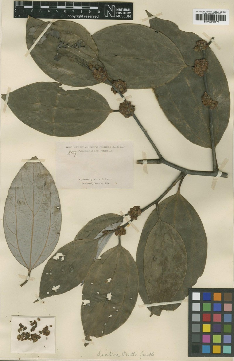 Lindera prattii