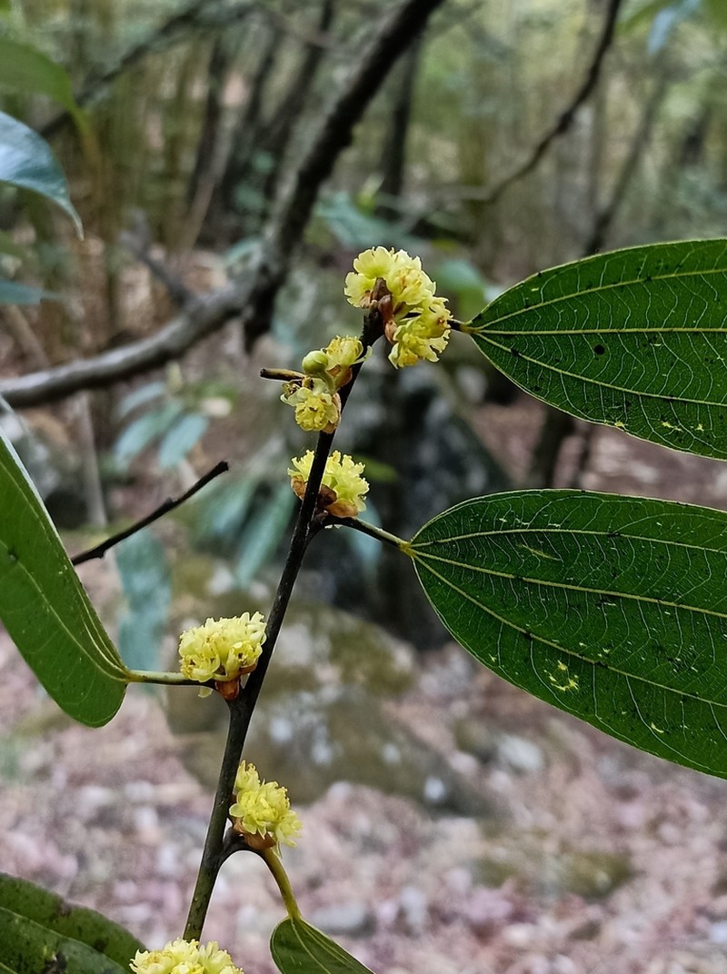 Lindera pulcherrima