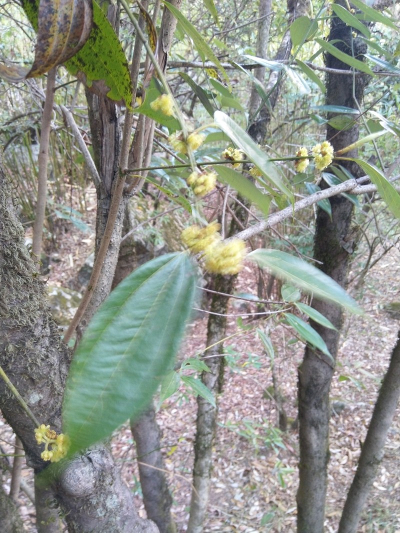 Lindera pulcherrima photo 2