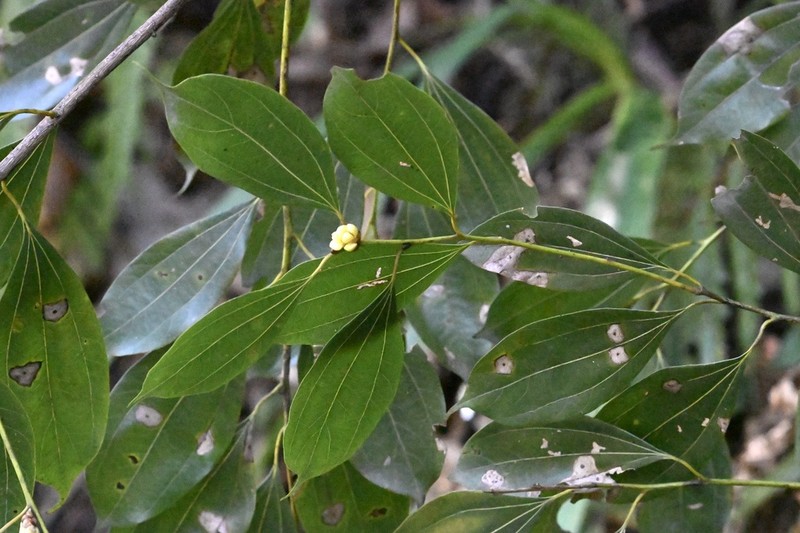 Lindera pulcherrima photo 3