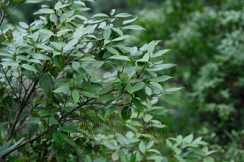 Lindera pulcherrima photo 4