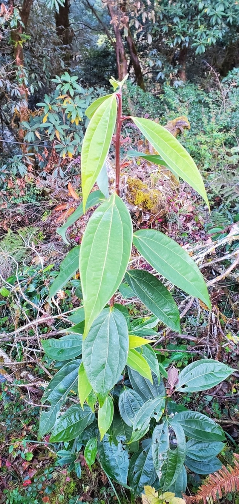 Lindera pulcherrima photo 5