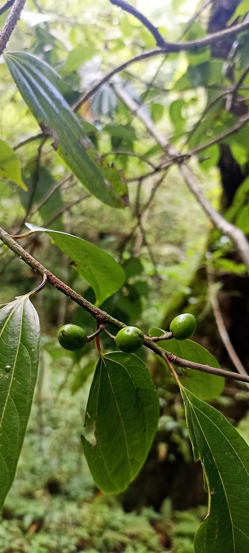 Lindera pulcherrima photo 6