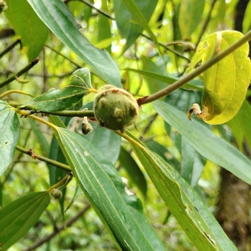 Lindera pulcherrima photo 7