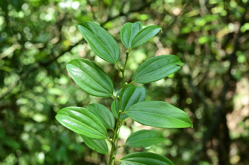 Lindera pulcherrima photo 8