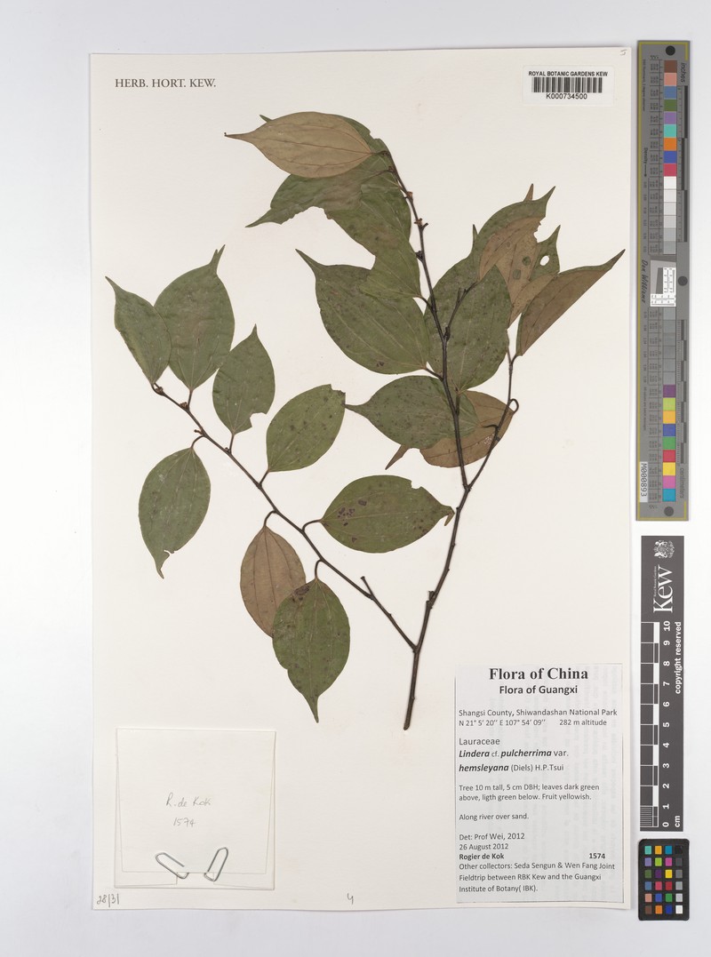 Lindera pulcherrima var. hemsleyana