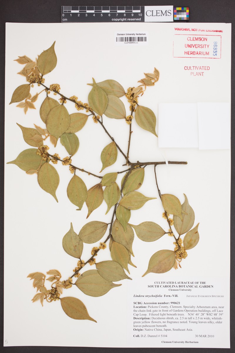 Lindera pulcherrima var. hemsleyana photo 2