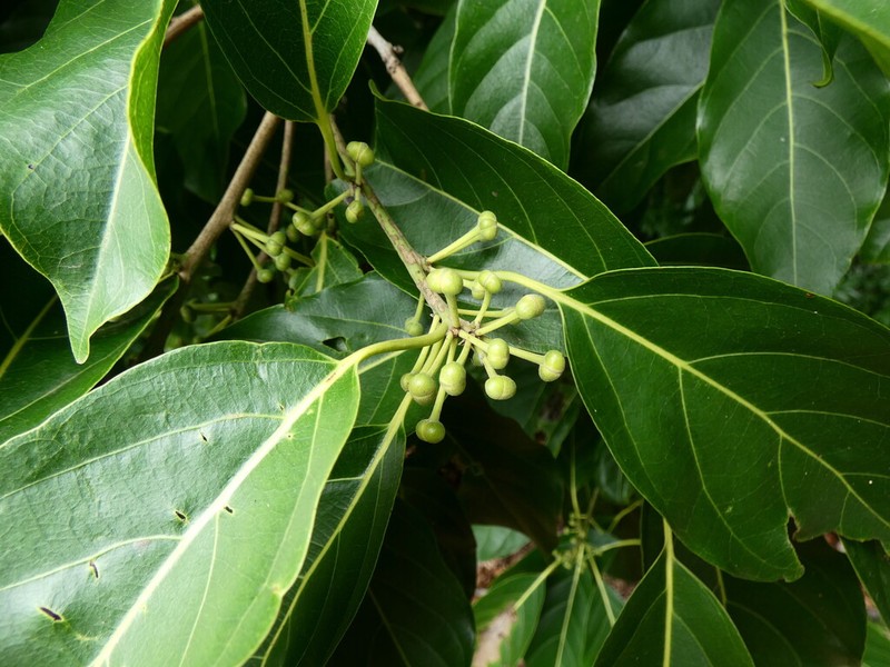 Lindera queenslandica