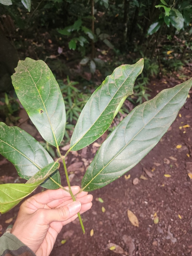Lindera queenslandica photo 2