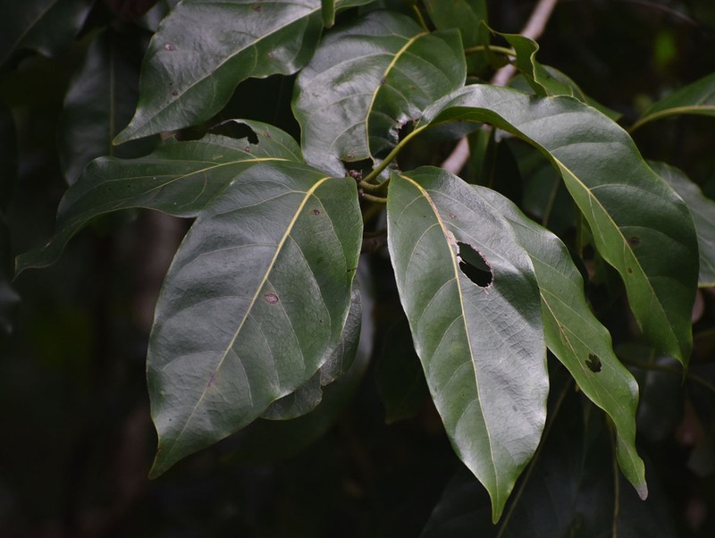Lindera queenslandica photo 3