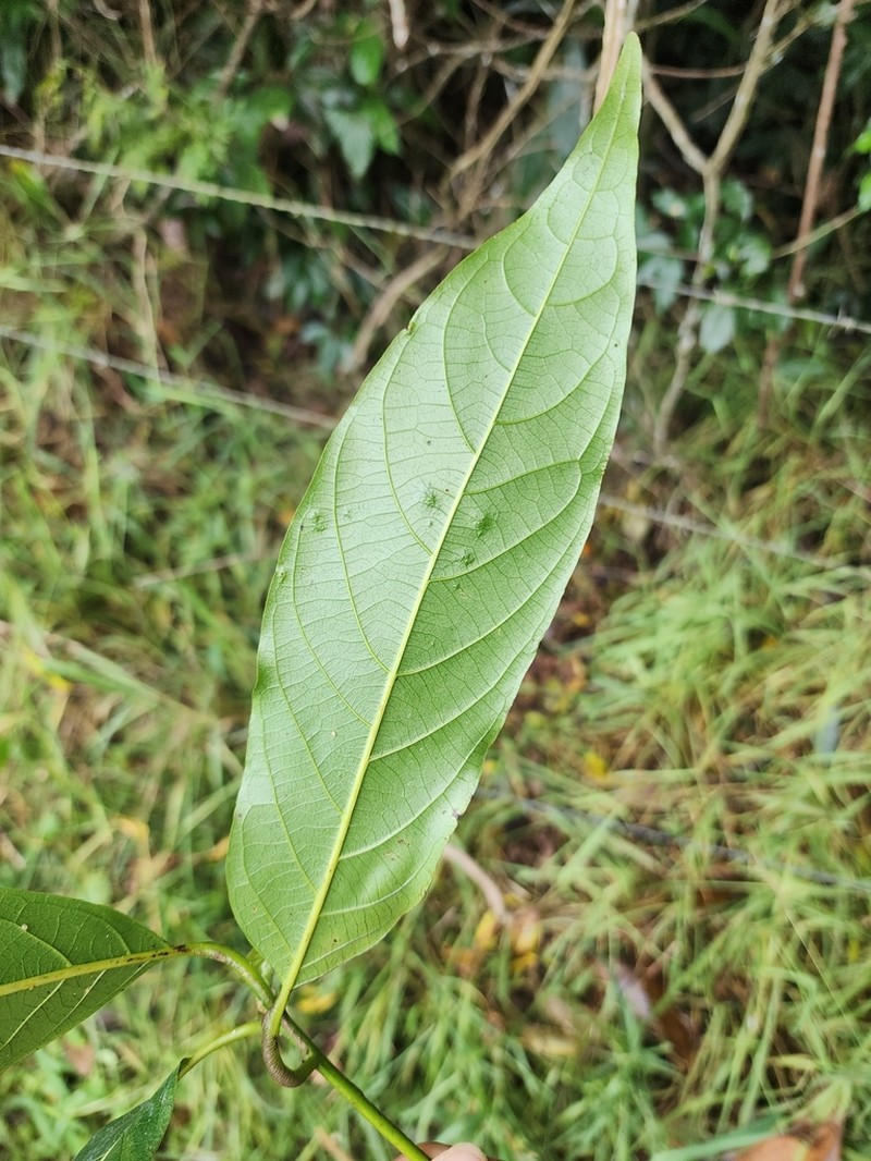 Lindera queenslandica photo 4