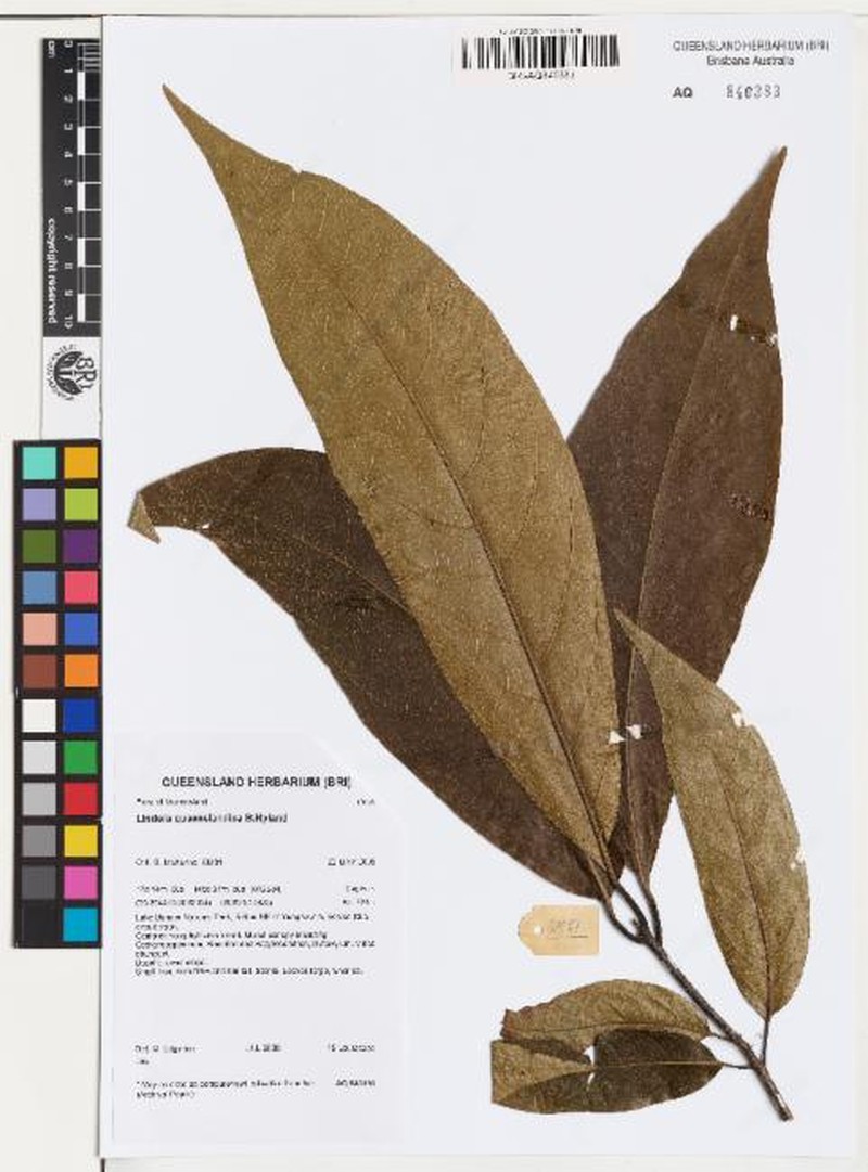 Lindera queenslandica photo 5