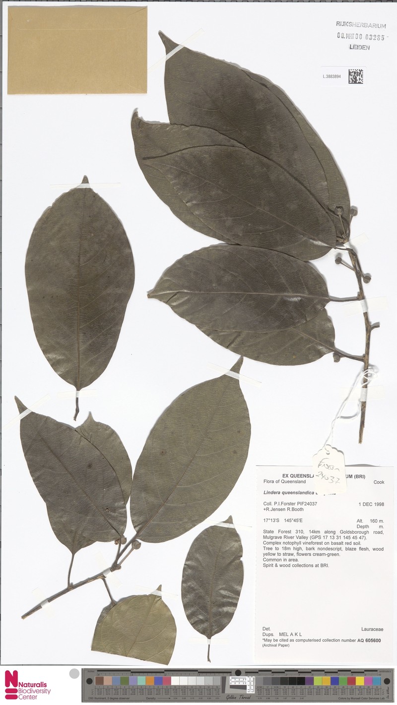 Lindera queenslandica photo 6