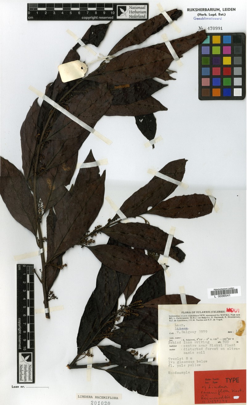 Lindera racemiflora