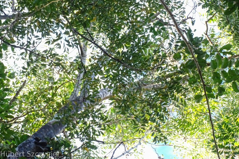 Lindera racemosa