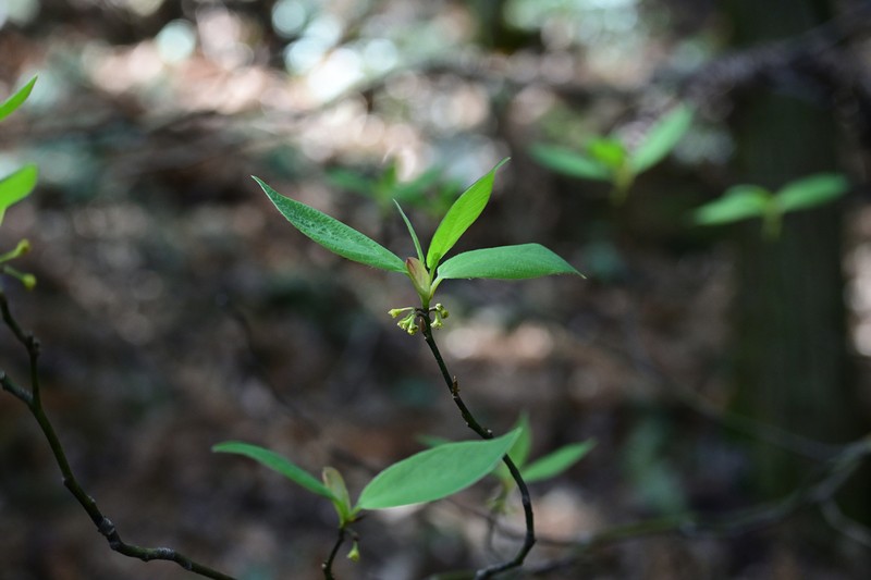 Lindera reflexa