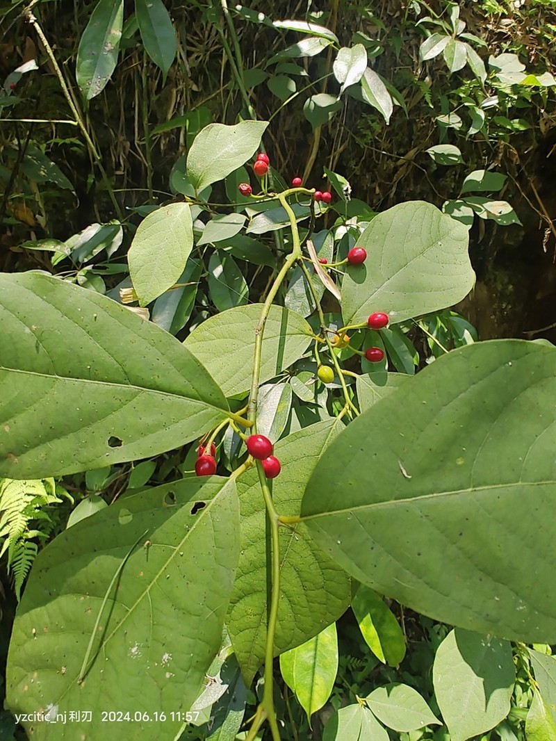Lindera reflexa photo 2