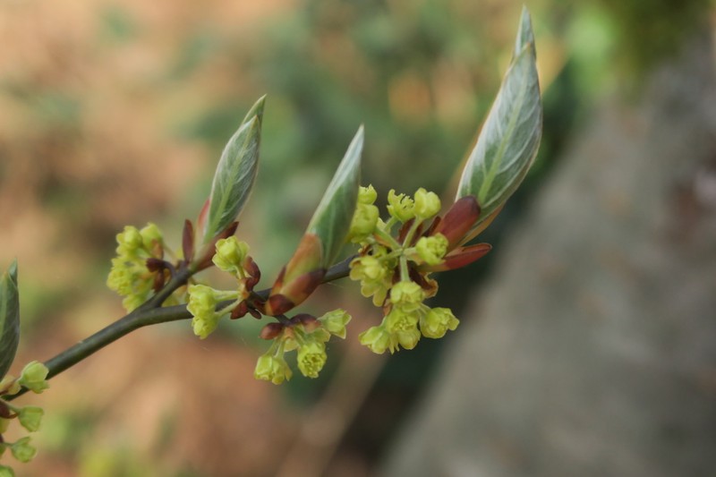 Lindera reflexa photo 3