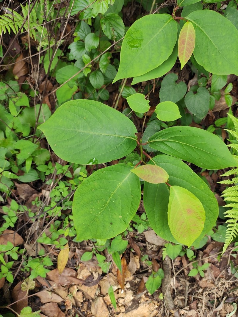 Lindera reflexa photo 4
