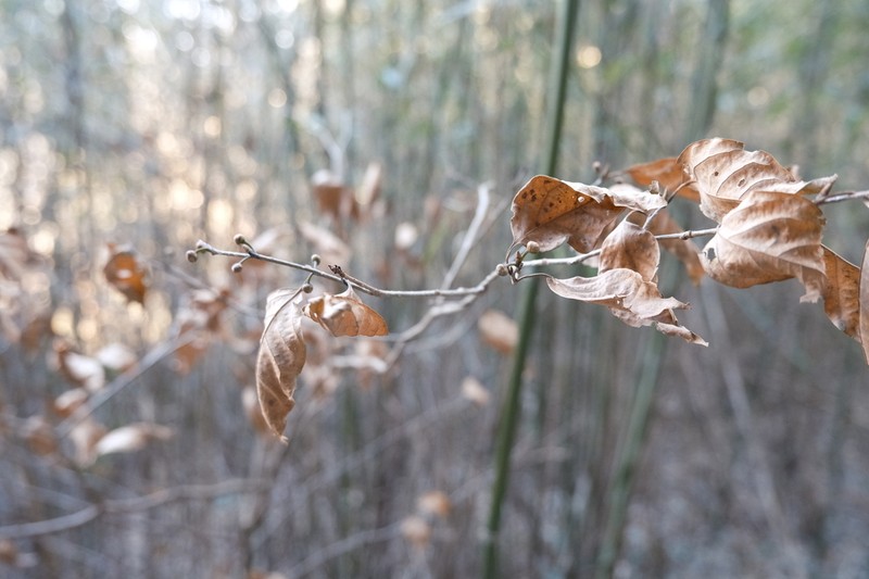 Lindera reflexa photo 5