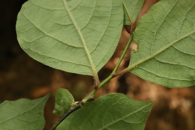 Lindera reflexa photo 6