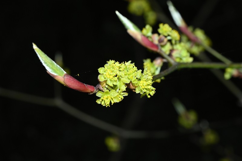 Lindera reflexa photo 7