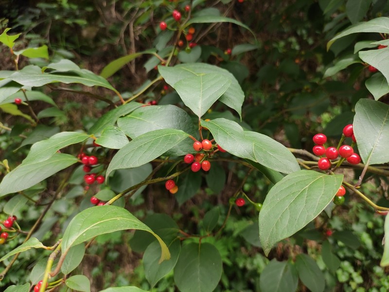 Lindera reflexa photo 8