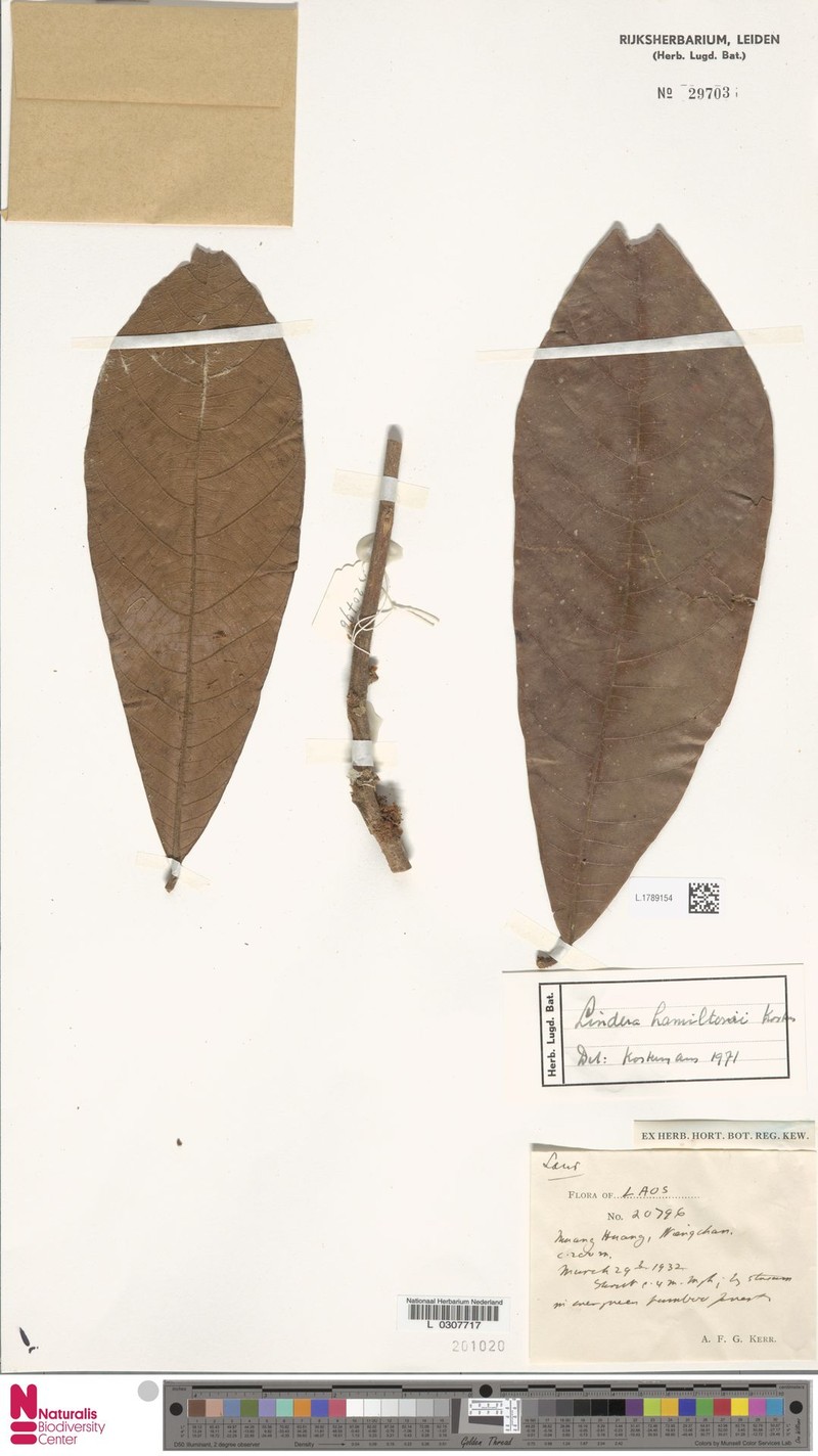 Lindera reticulata