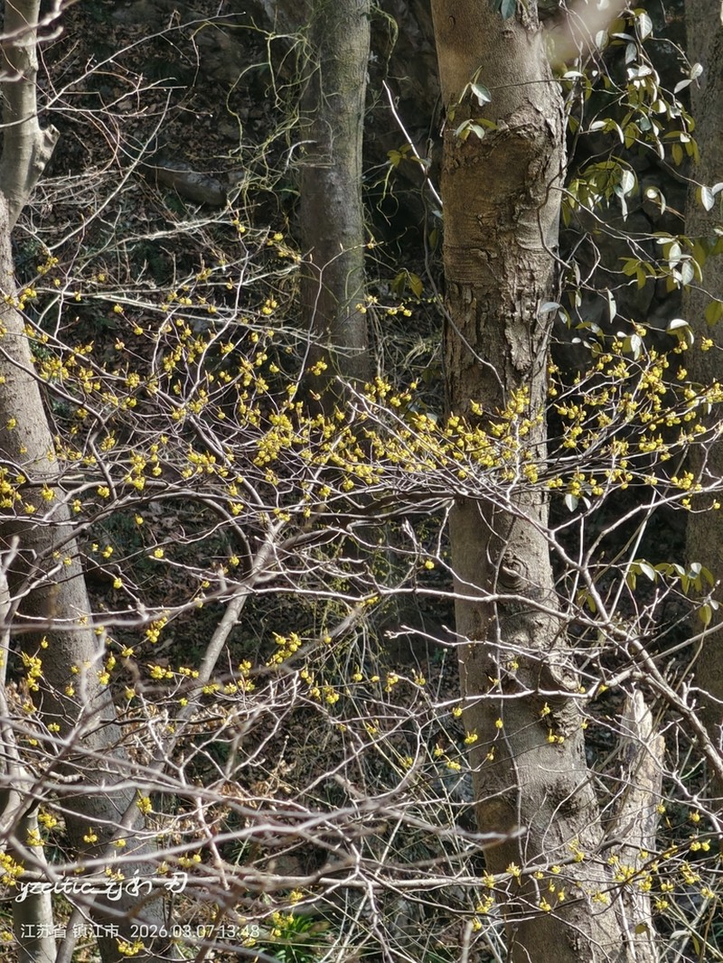 Lindera rubronervia