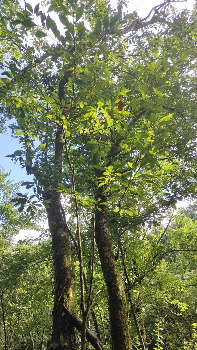 Lindera rubronervia photo 2