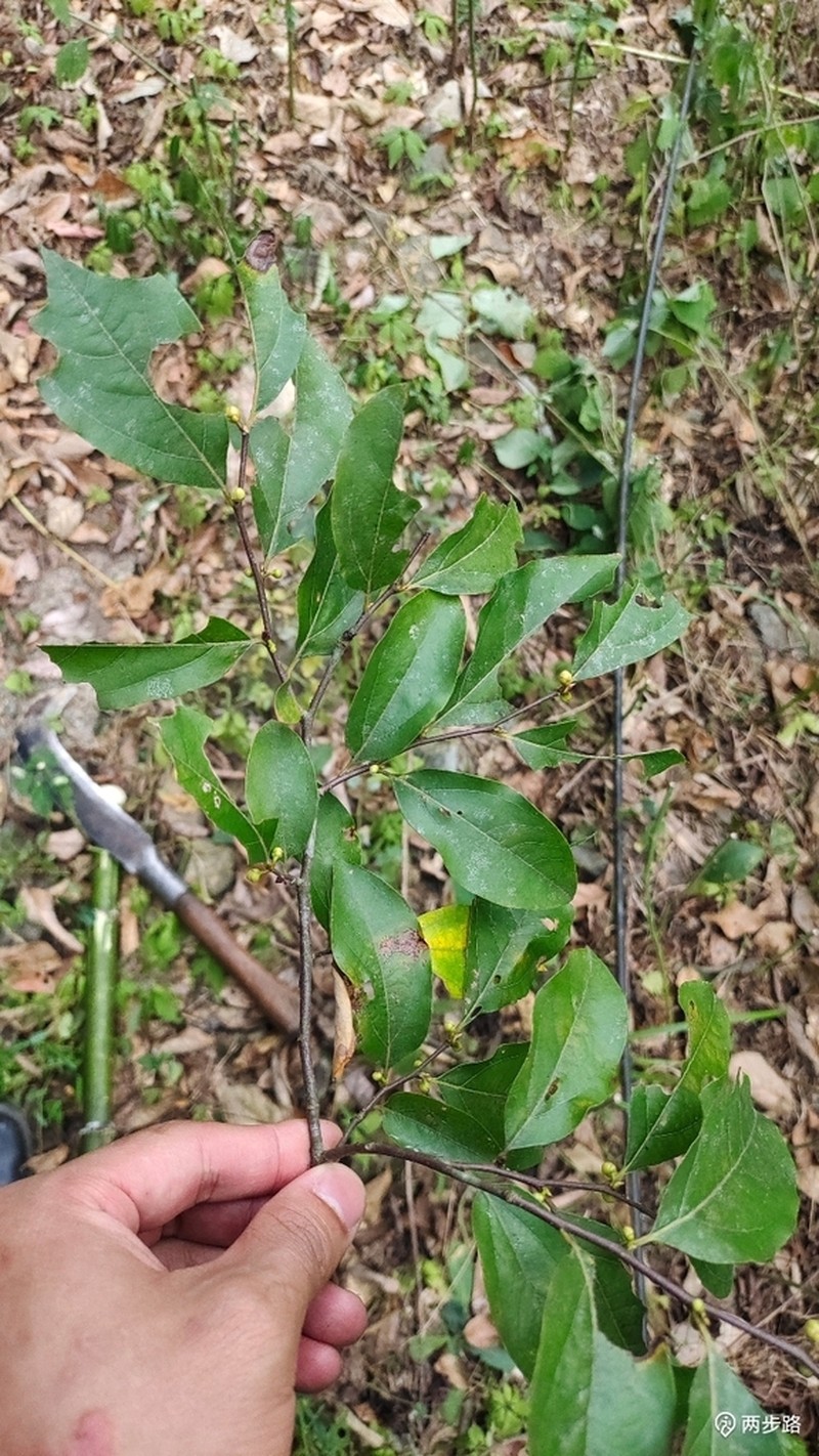 Lindera rubronervia photo 3