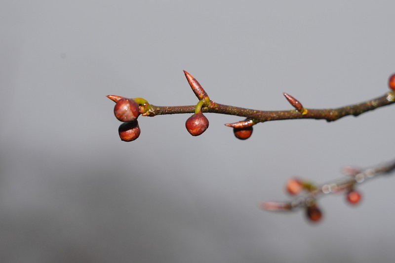 Lindera rubronervia photo 4
