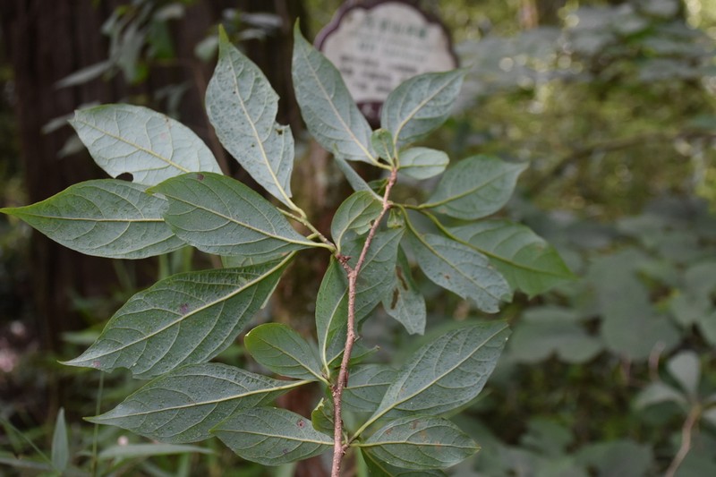 Lindera rubronervia photo 5