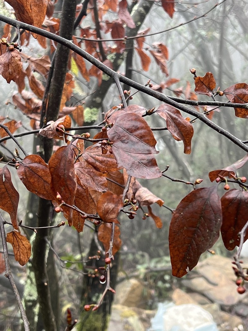 Lindera rubronervia photo 6