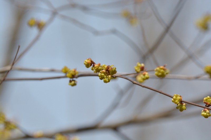 Lindera rubronervia photo 7