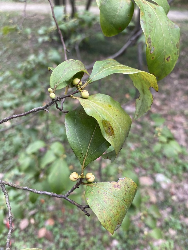 Lindera rubronervia photo 8