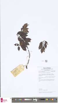 Lindera rufa