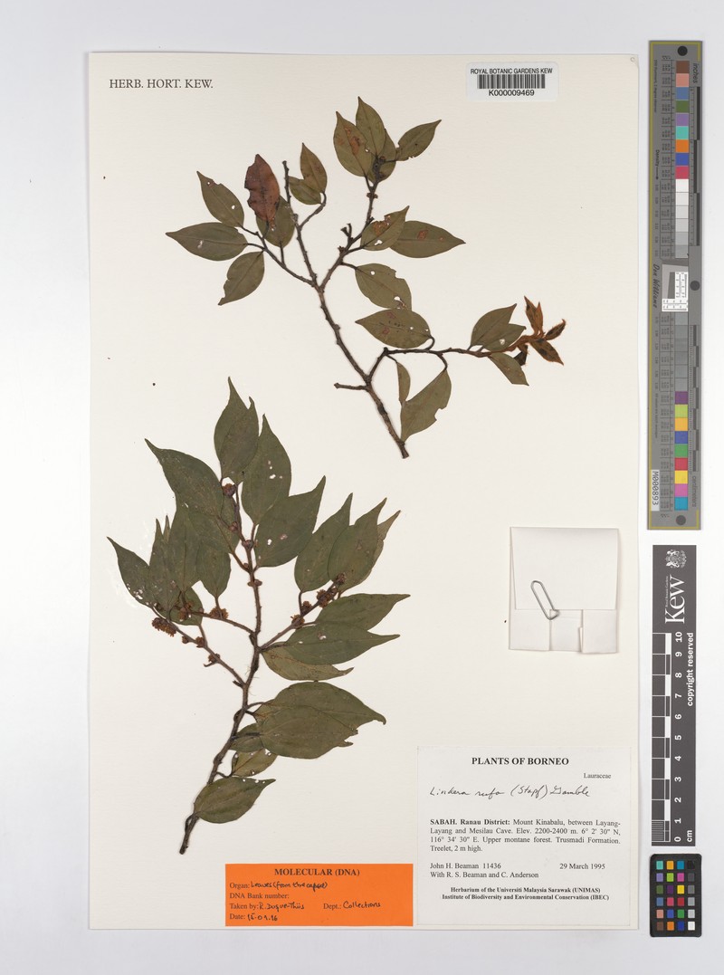 Lindera rufa photo 2