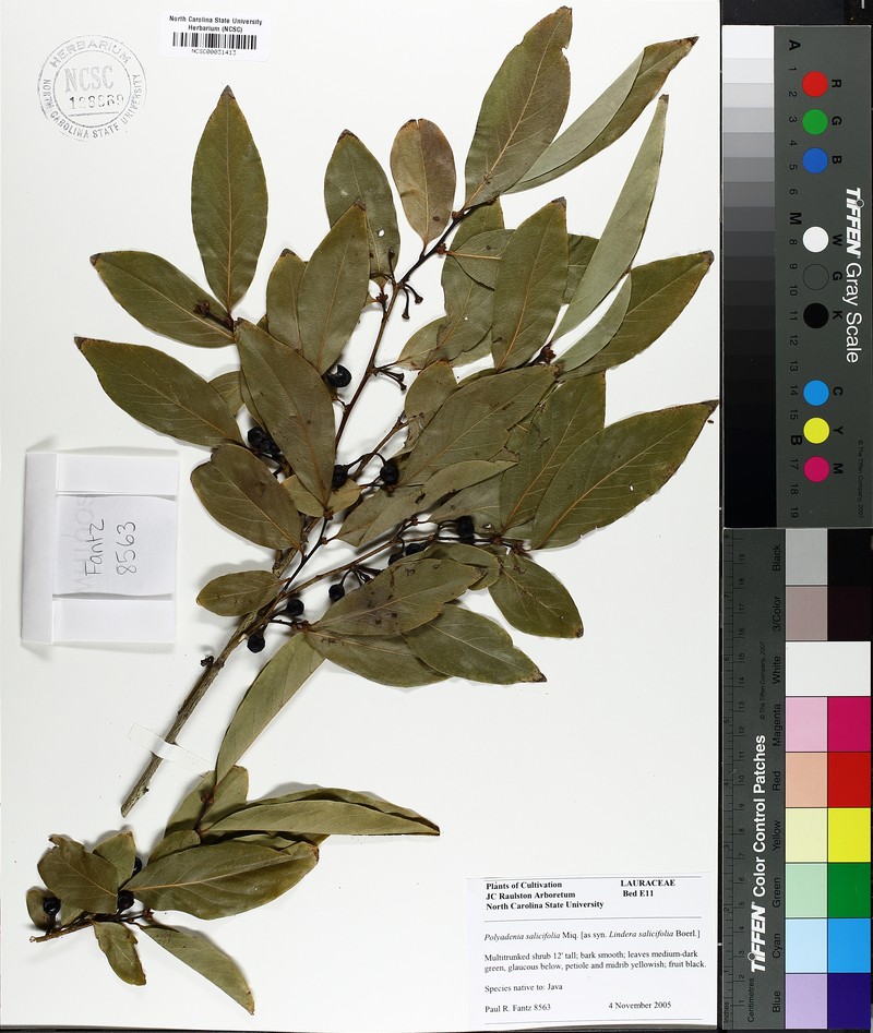 Lindera salicifolia photo 2