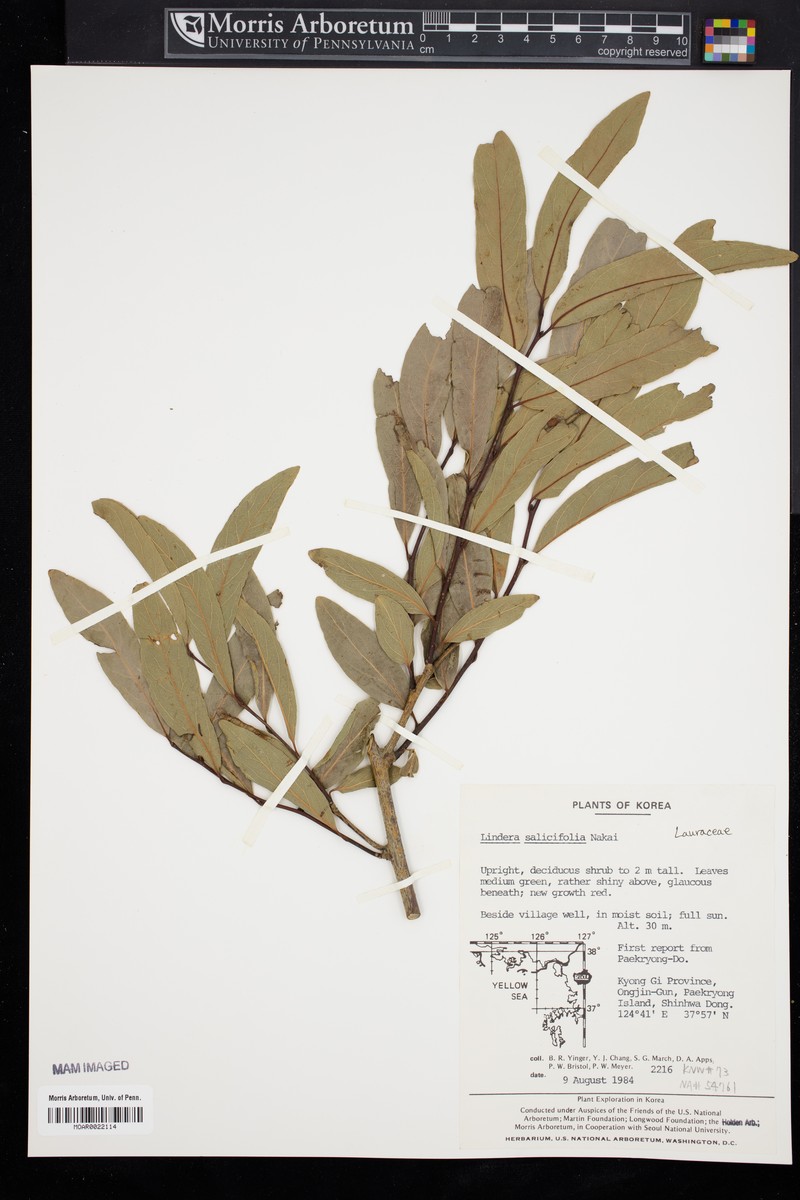 Lindera salicifolia photo 3