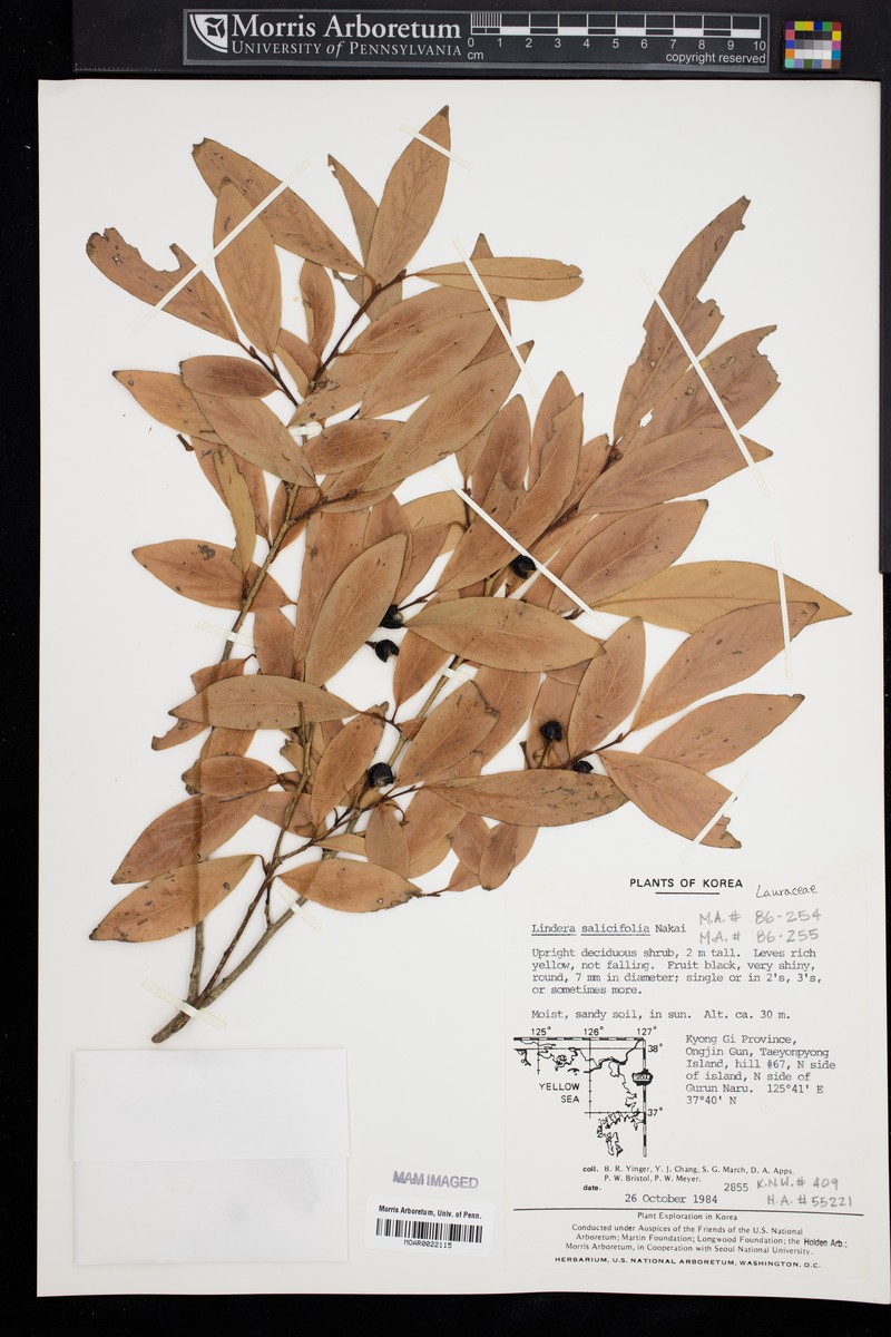 Lindera salicifolia photo 4
