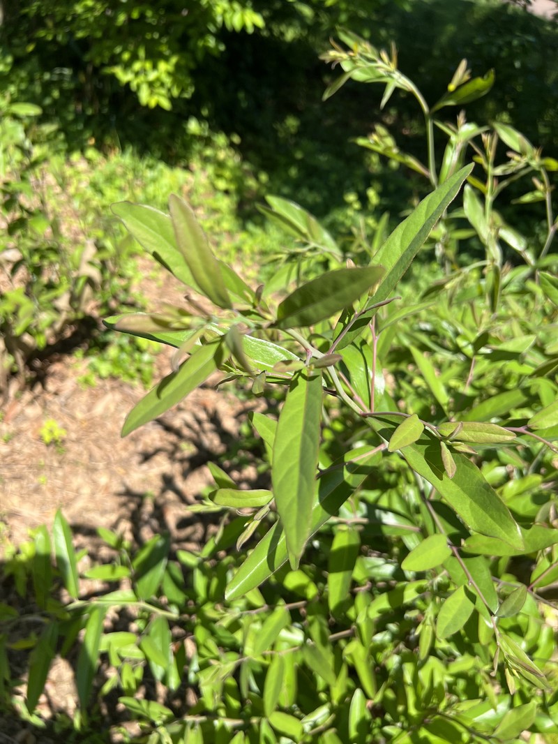 Lindera salicifolia
