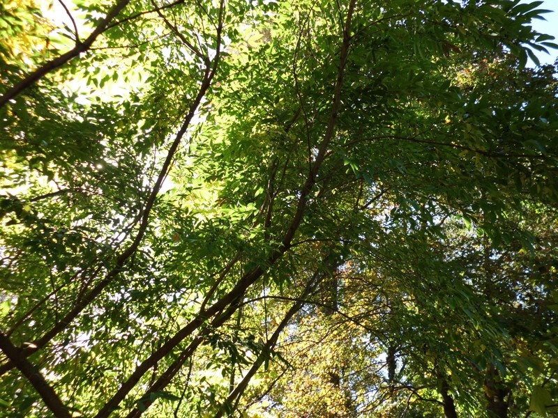 Lindera salicifolia photo 5