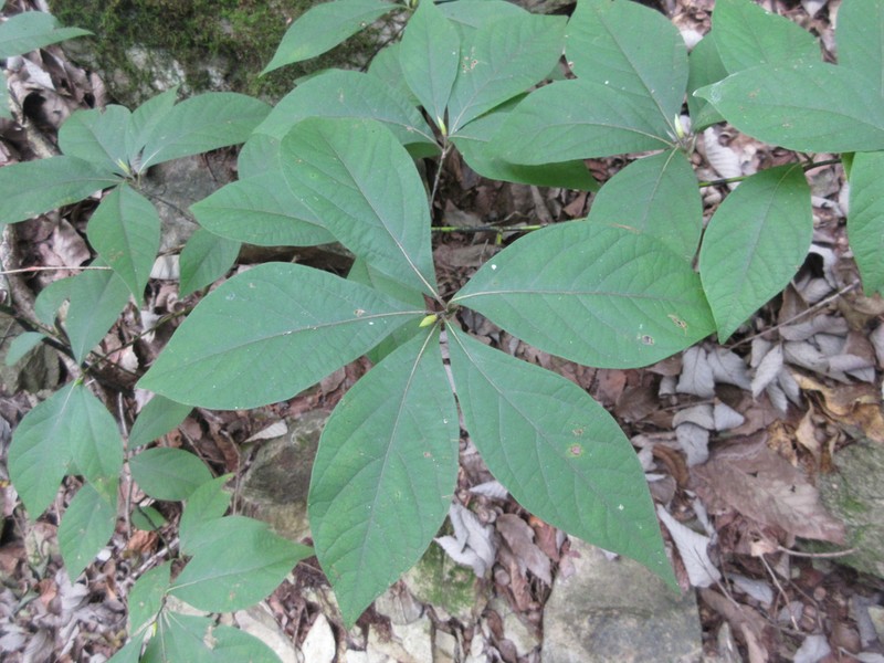 Lindera sericea
