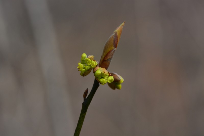 Lindera sericea photo 2
