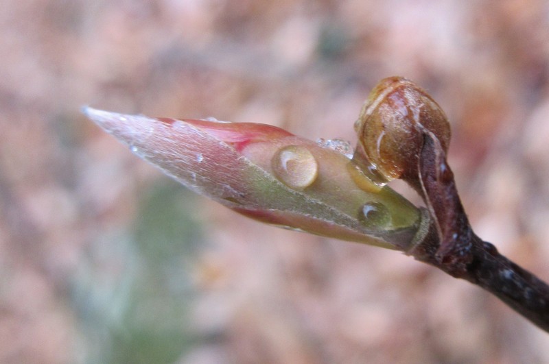 Lindera sericea photo 3