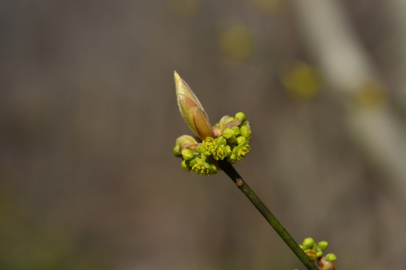 Lindera sericea photo 4