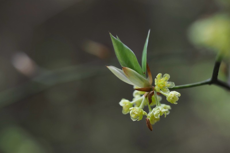 Lindera sericea photo 5