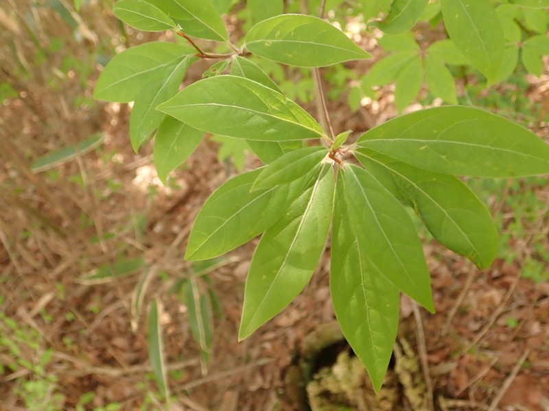 Lindera sericea photo 6