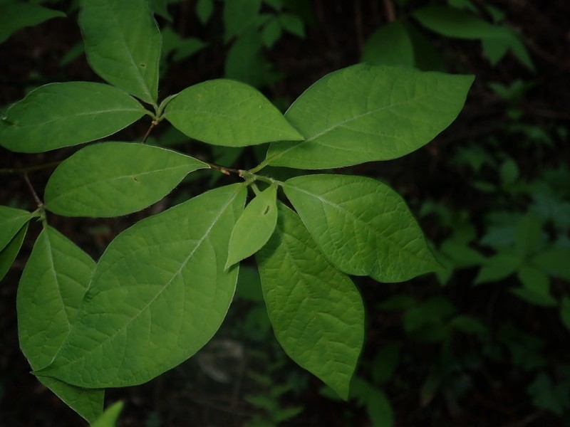 Lindera sericea photo 7